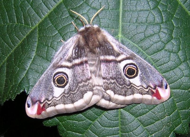 nachtpauwoog vr.jpg - Nachtpauwoog - Saturnia pavonia   (vrouw)
